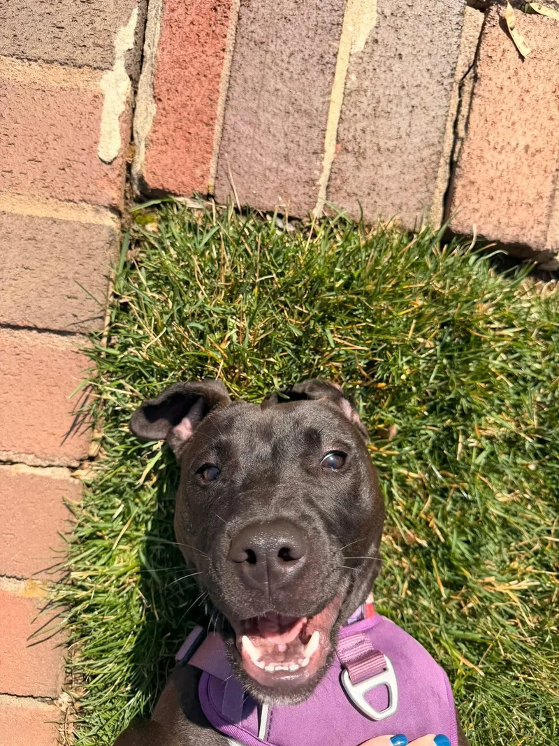 A young medium-sized female Black American Staffordshire Terrier dog named Hummingbird for adoption in Oceanport, NJ