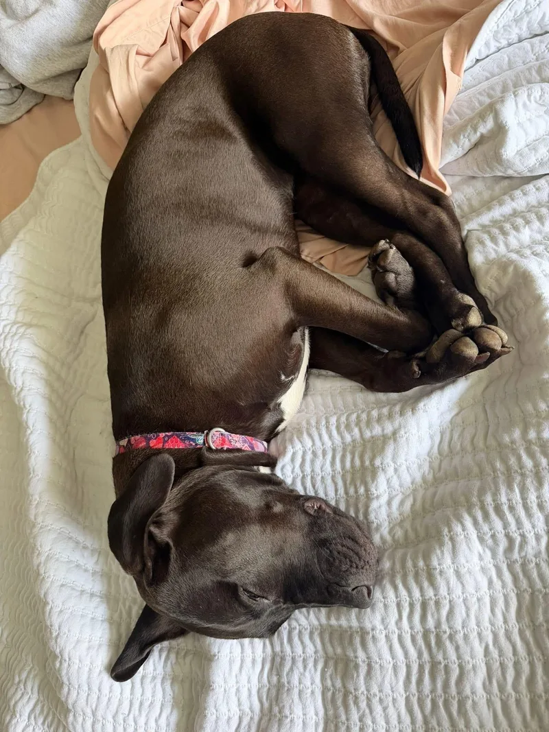 Hummingbird thumbnail 5
