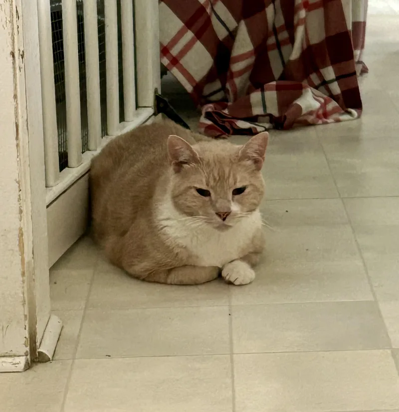 An adult large-sized male Buff & White Domestic Short Hair cat named Milo for adoption in Queenstown, MD