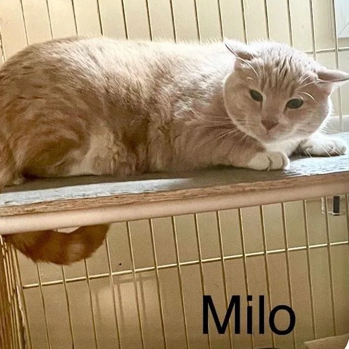 Milo thumbnail 4