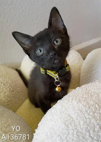A baby small-sized male Domestic Short Hair cat named Yo for adoption in San Martin, CA