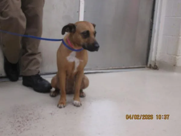 A young medium-sized female Beagle dog named Jasmine for adoption in Marietta, GA