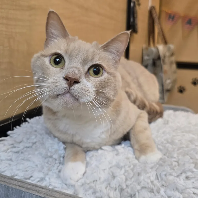 An adult medium-sized male Buff & White Domestic Short Hair cat named Scotch for adoption in Warr Acres, OK