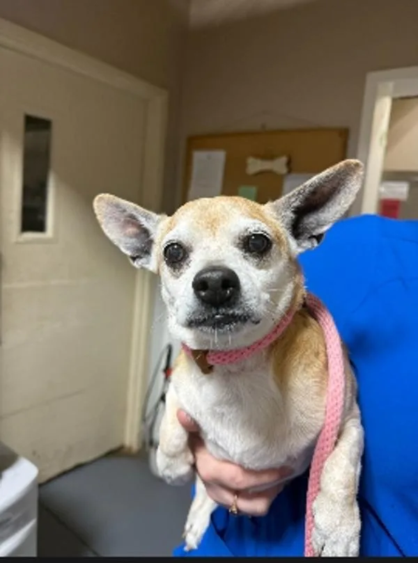 An adult small-sized male Corgi dog named Jude for adoption in Dallas, GA
