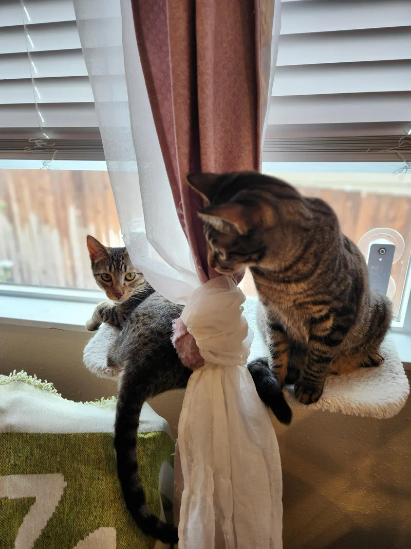 Tizzy And Smidge thumbnail 5