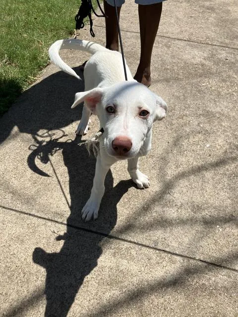 A baby large-sized female Mixed Breed dog named Lilac for adoption in Dallas, TX