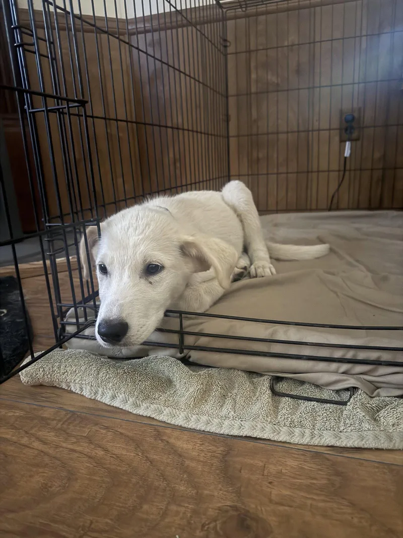 A young large-sized male Great Pyrenees dog named Poe for adoption in Garland, TX