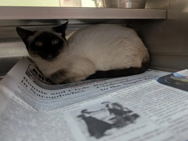 A baby small-sized female Siamese cat named Blue for adoption in Nacogdoches, TX