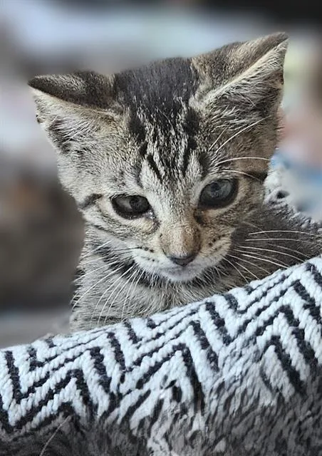 A baby small-sized female Domestic Short Hair cat named Lucy for adoption in Sacramento, CA