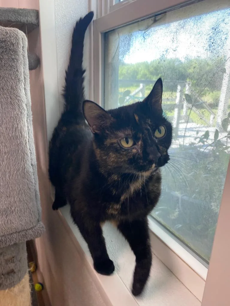 A young large-sized female Domestic Short Hair cat named Lottie for adoption in Corpus Christi, TX