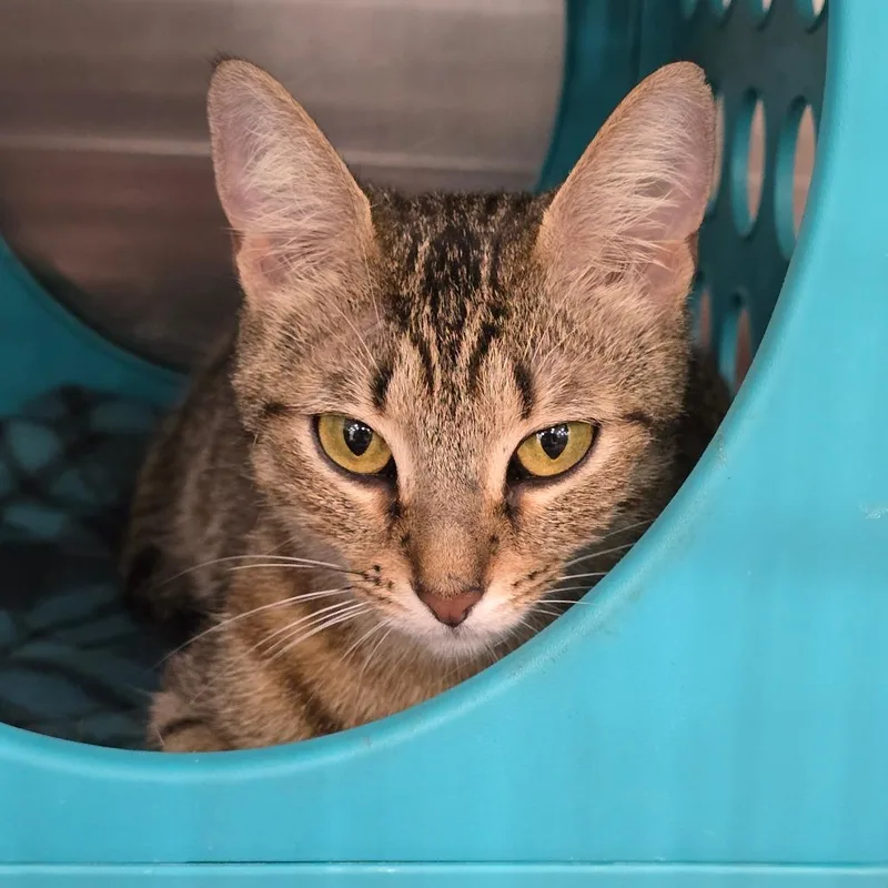 A young medium-sized female Brown / Chocolate Domestic Short Hair cat named Bambi for adoption in Williston, FL