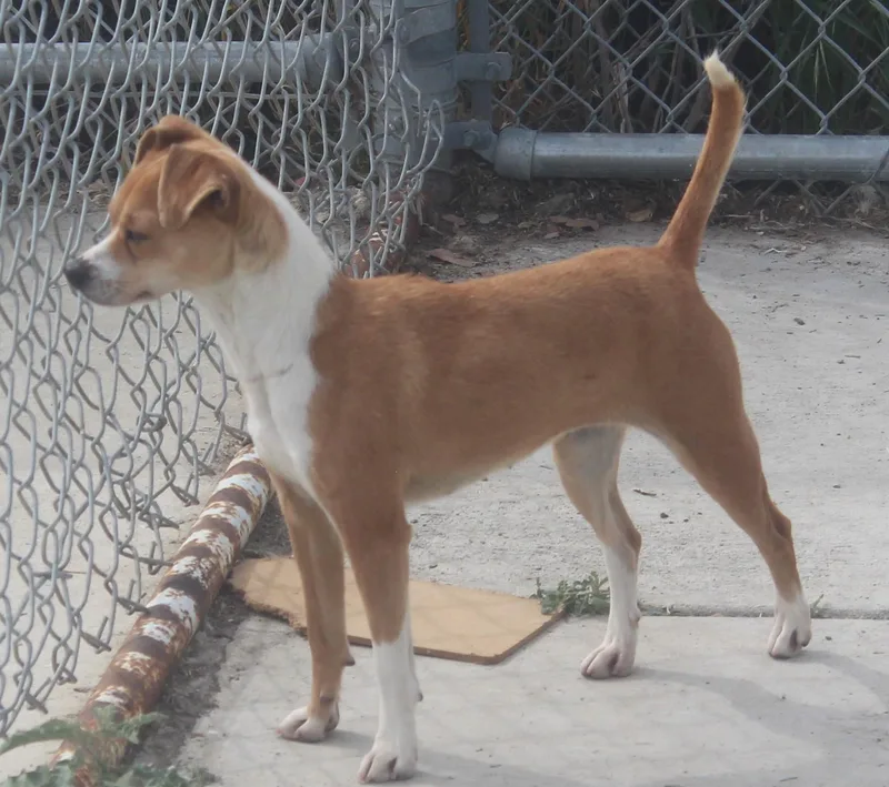 A young small-sized female Chihuahua dog named Shasta for adoption in Wasco, CA