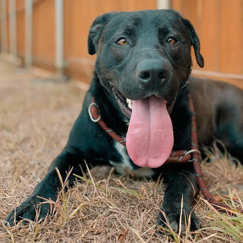 A young large-sized male Black Shepherd dog named Marcel for adoption in Justin, TX