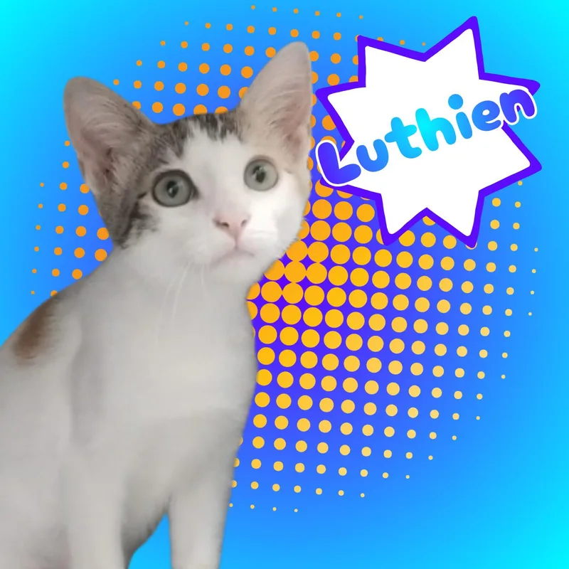 A young small-sized female Buff & White Domestic Short Hair cat named Luthien for adoption in Aransas Pass, TX