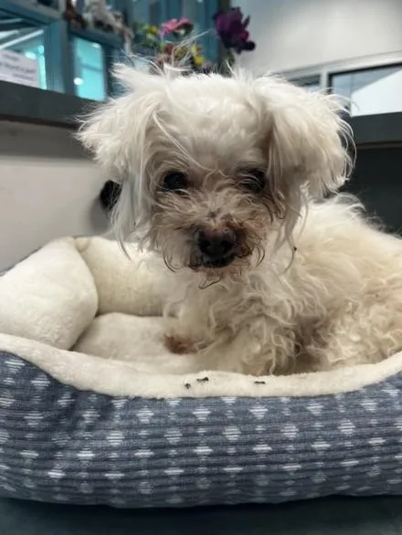 An adult small-sized female Maltese dog named Sally for adoption in Chatsworth, CA