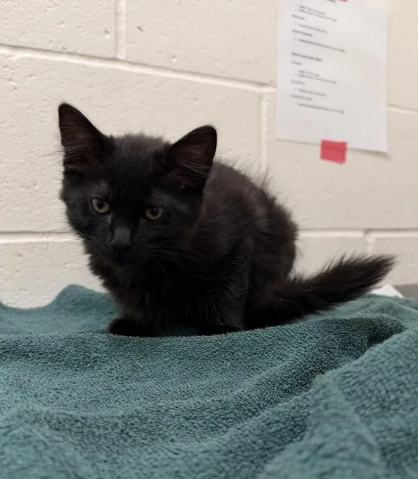 A baby small-sized female Domestic Short Hair cat named Jesse for adoption in Santa Rosa, CA