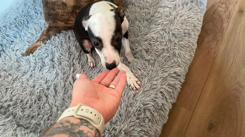 Buddy thumbnail 2