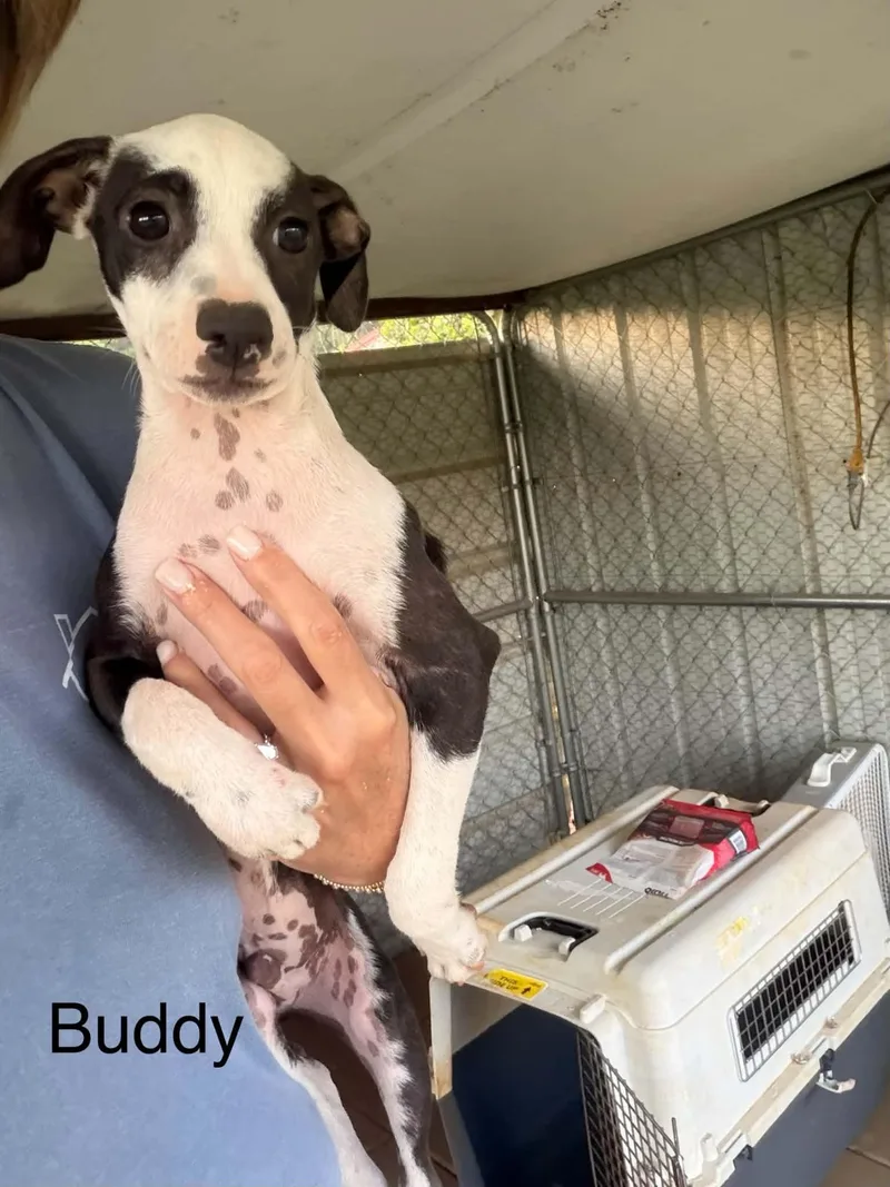 Buddy thumbnail 5