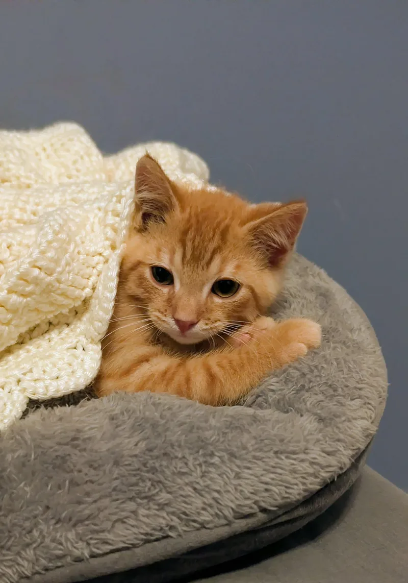 A baby medium-sized male Tabby cat named Waffles for adoption in Mechanicsburg, PA