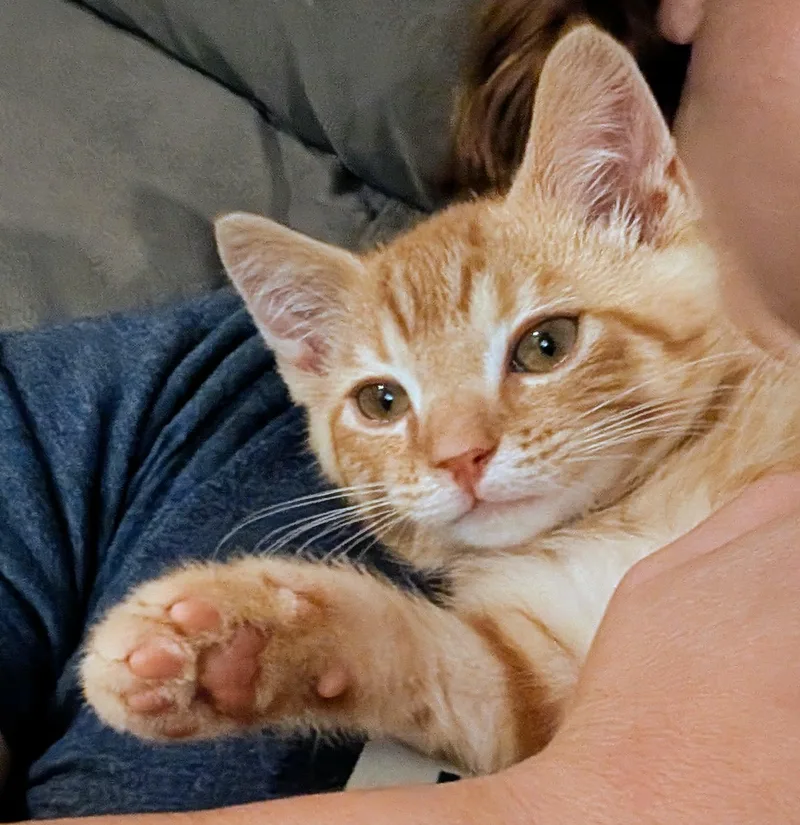 Waffles thumbnail 3