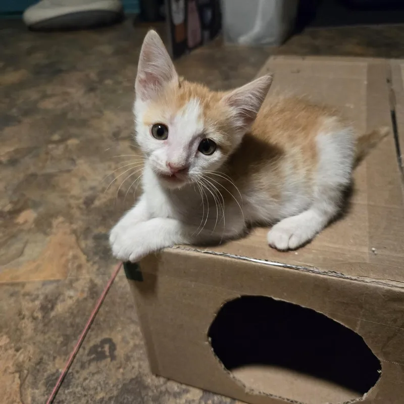 A baby small-sized female Domestic Short Hair cat named Cheese Puff for adoption in San Antonio, TX