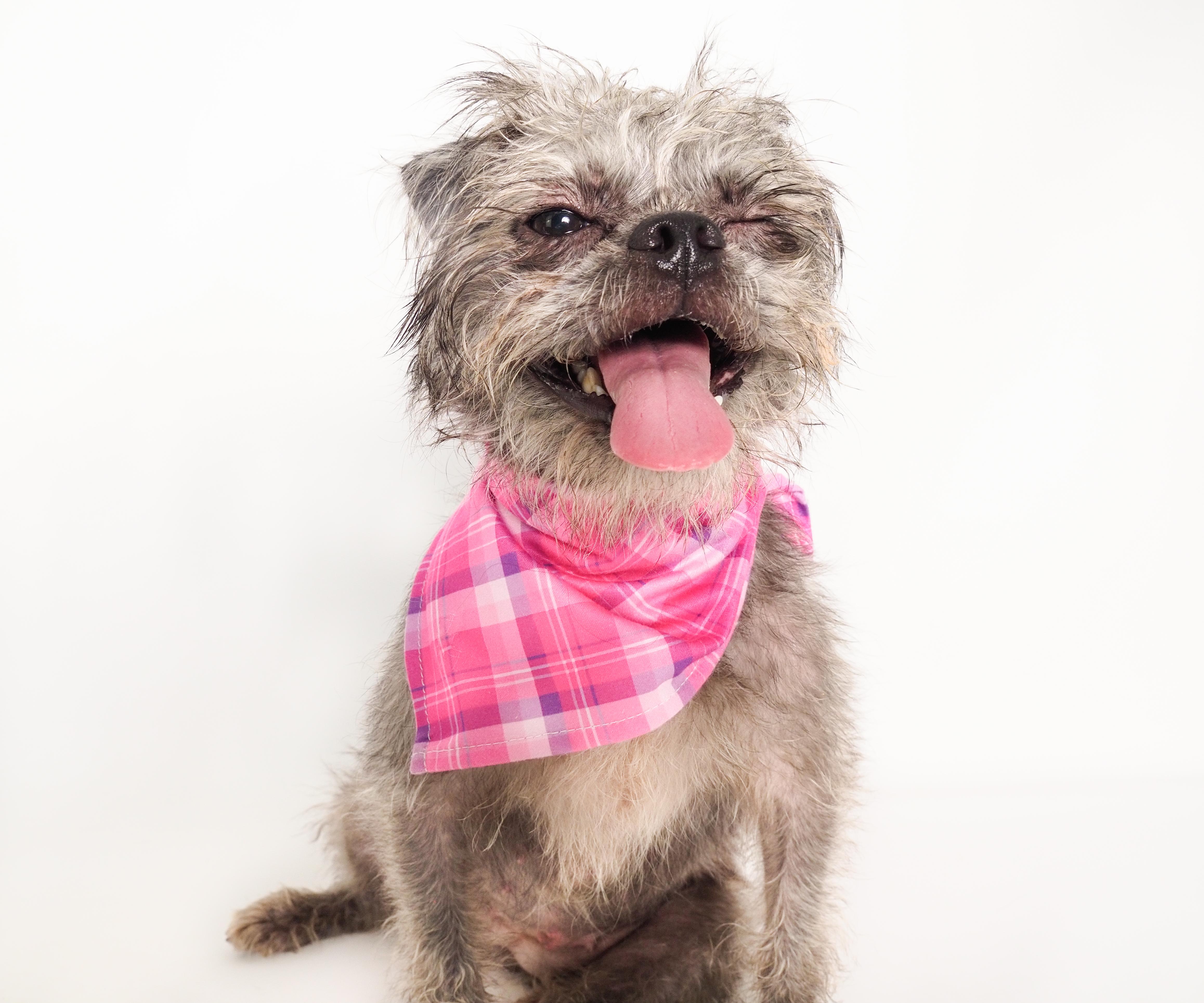 A young small-sized female Gray / Blue / Silver Brussels Griffon dog named Gremlina for adoption in PHOENIX, AZ