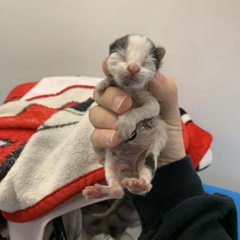 A baby small-sized male Black Domestic Short Hair cat named Dew Drop for adoption in Austin, TX