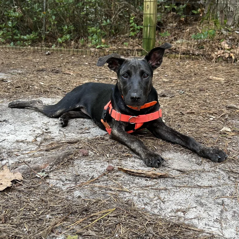 A young medium-sized female Black Plott Hound dog named Grasshopper for adoption in Cedar Mountain, NC