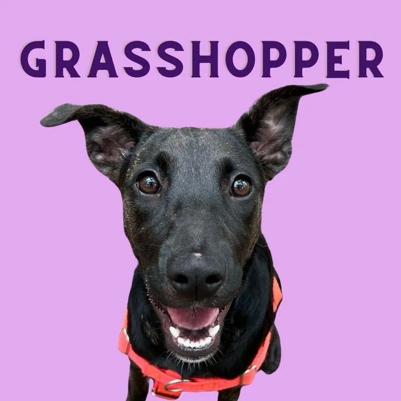 Grasshopper thumbnail 2