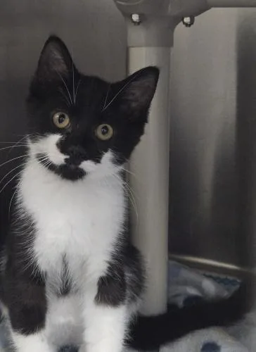 A young small-sized male Domestic Short Hair cat named Sable for adoption in Webster, MA