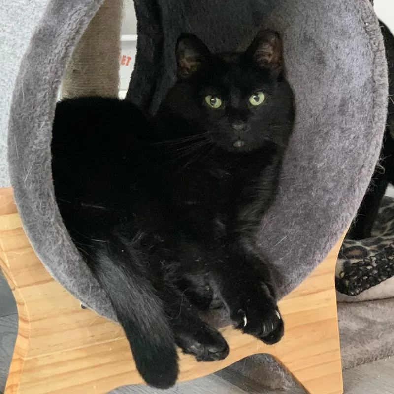 Purrsnickity thumbnail 2