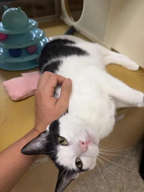 A young medium-sized female Black Domestic Short Hair cat named Lainey for adoption in Pearland, TX