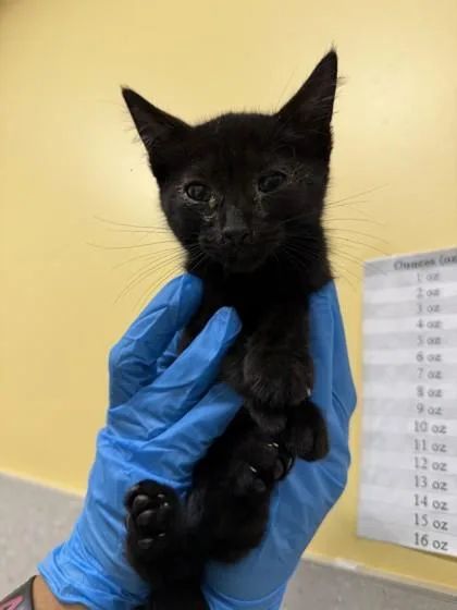 A baby small-sized male Domestic Short Hair cat named Luke Skywalker for adoption in Honolulu, HI