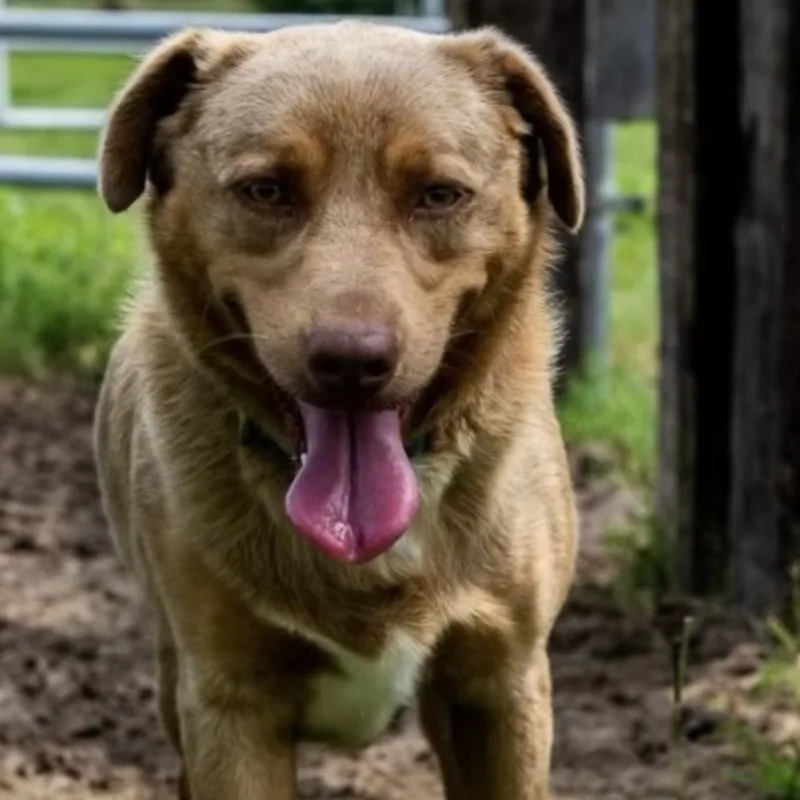 Arliss Pc thumbnail 2