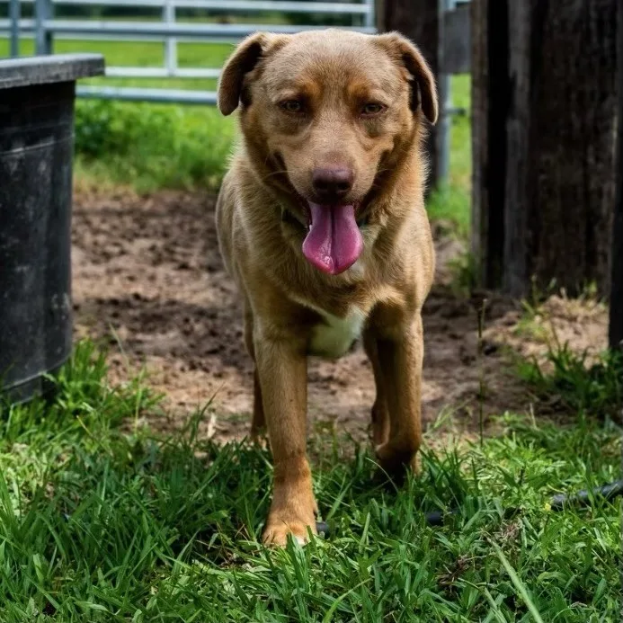 Arliss Pc thumbnail 3