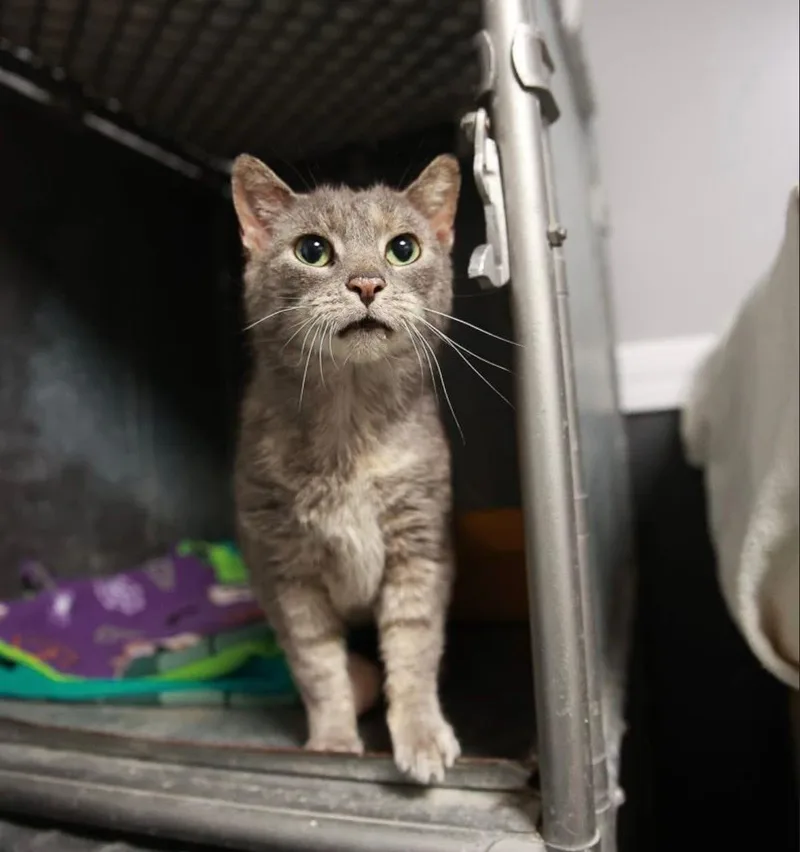 A young medium-sized female Gray / Blue / Silver American Shorthair cat named Stevie Licks for adoption in Loogootee, IN