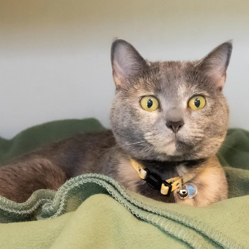 An adult medium-sized female Dilute Tortoiseshell Domestic Short Hair cat named Phoebe for adoption in Victor, NY
