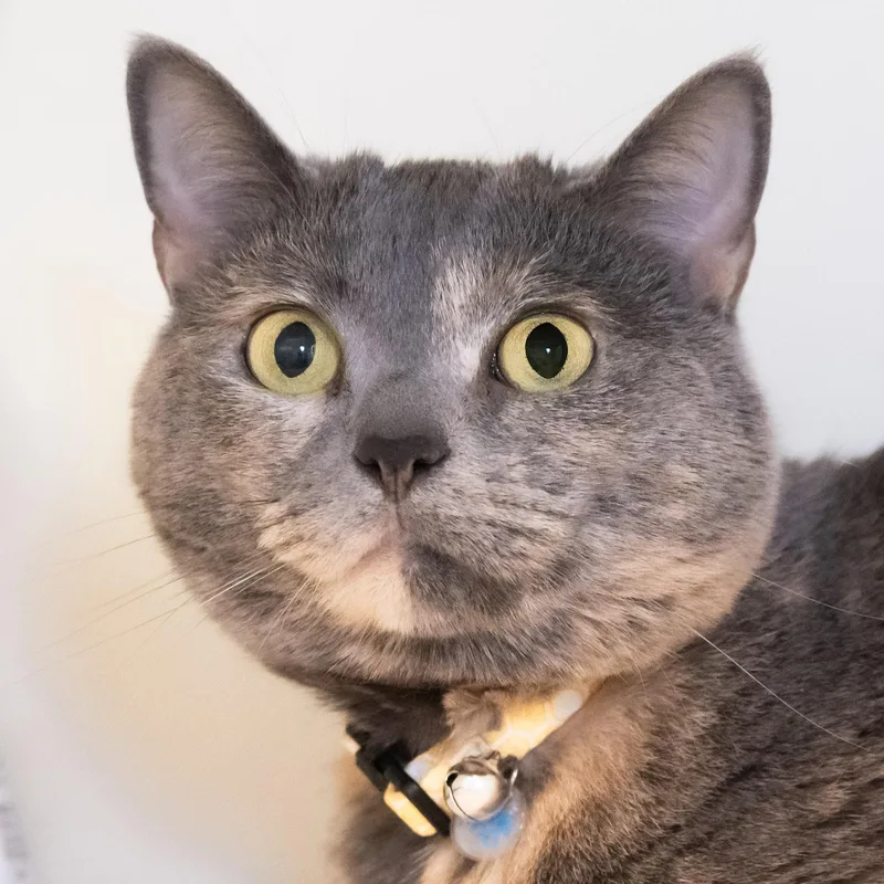 Phoebe thumbnail 2