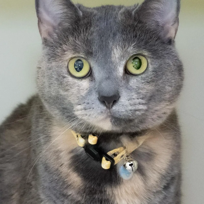 Phoebe thumbnail 3