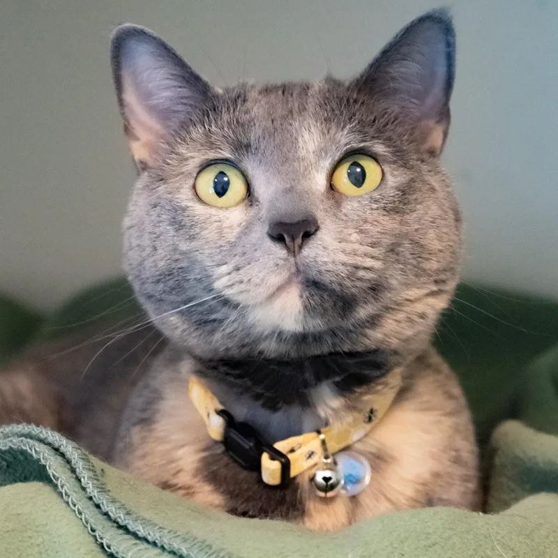 Phoebe thumbnail 5