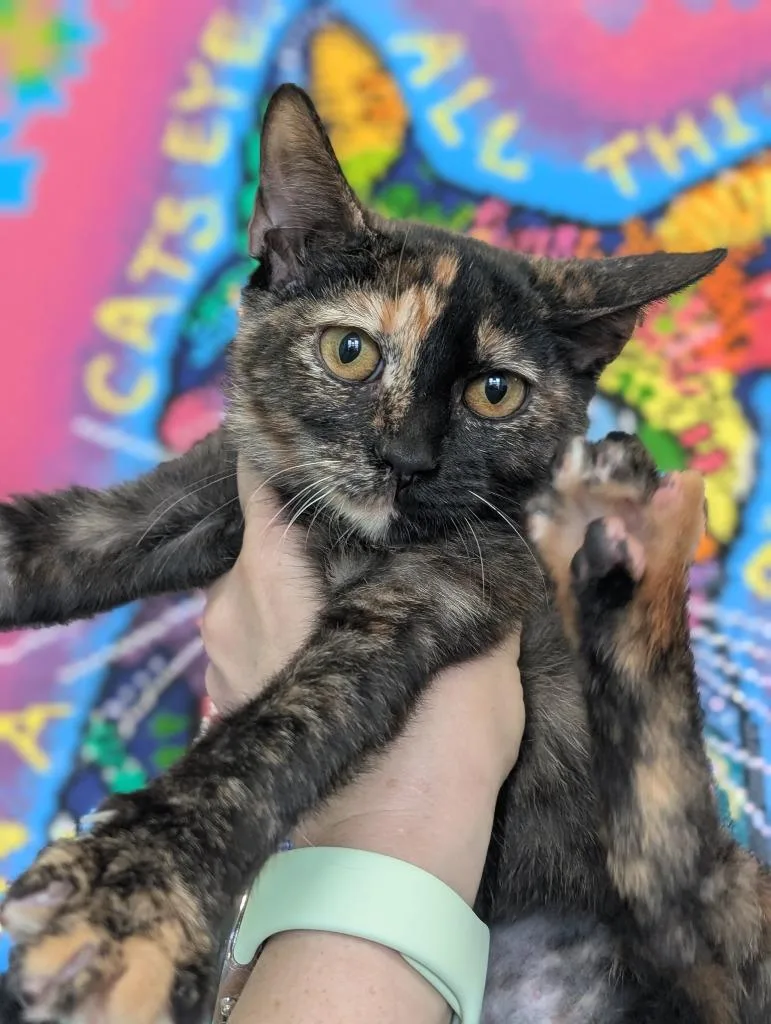 A baby small-sized female Domestic Short Hair cat named Tilly aka Tillamook for adoption in New Braunfels, TX