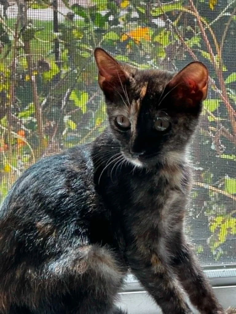 Tilly aka Tillamook thumbnail 2