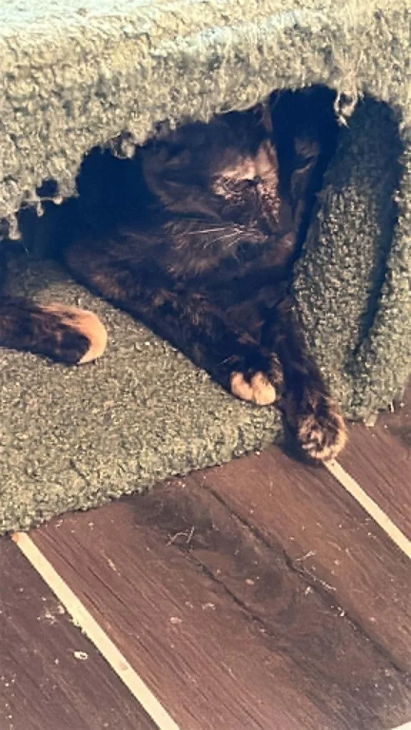 Tilly aka Tillamook thumbnail 3