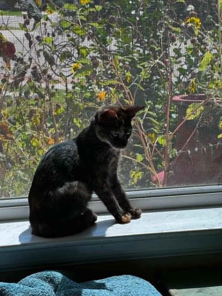 Tilly aka Tillamook thumbnail 5