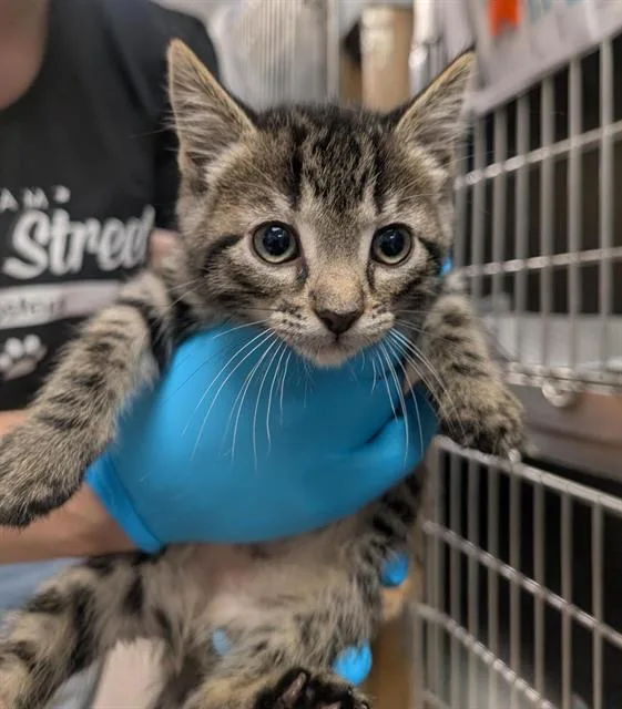 A baby small-sized male Domestic Short Hair cat named Leo for adoption in Sacramento, CA