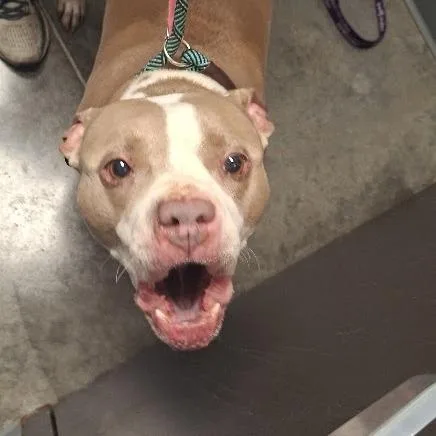 An adult small-sized male Yellow / Tan / Blond / Fawn Pit Bull Terrier dog named Donkey for adoption in Hannibal, MO