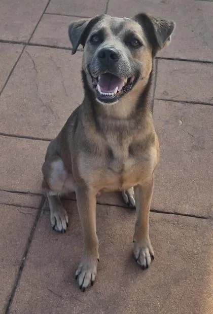 Scout
