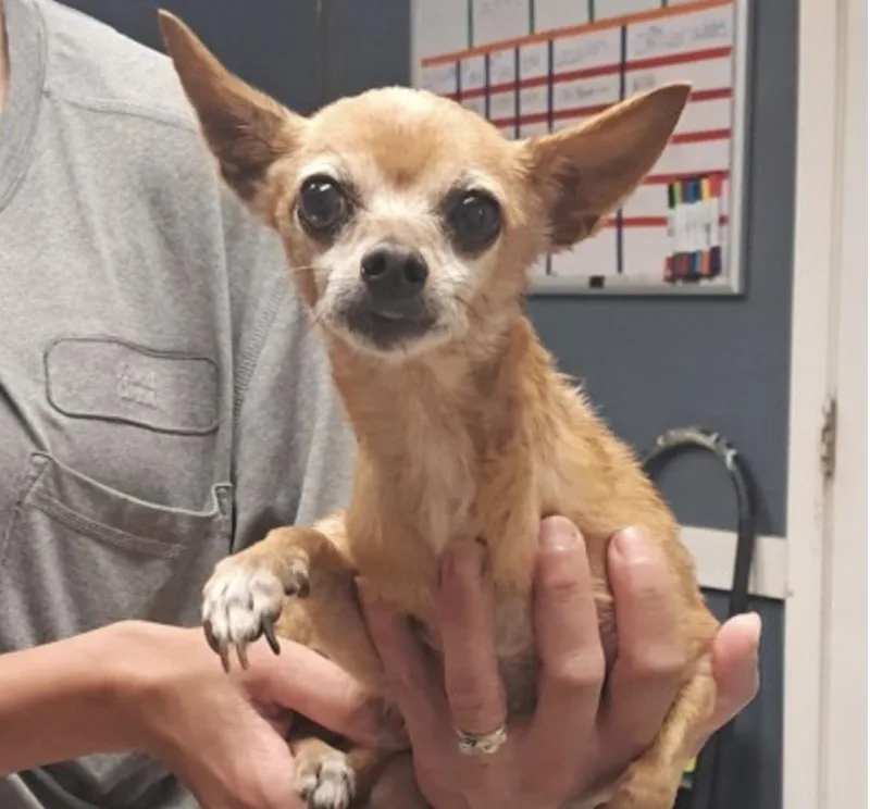 A senior small-sized female Chihuahua dog named Tess for adoption in Hollister, MO