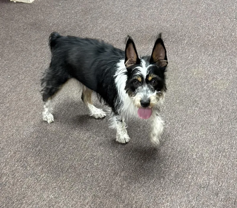 An adult small-sized male Terrier dog named Roody for adoption in South Bend, IN