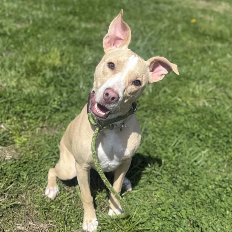 A young small-sized female White / Cream Terrier dog named Bella for adoption in Ridgely, MD